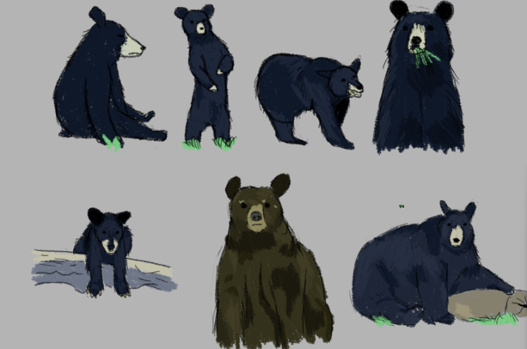 A series of sketches of black bears